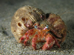 Hermit Crab, Aguadilla, P.R. by Abimael Márquez 